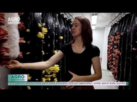 VIDEO/Prima fermă verticală de ciuperci crește pe „copaci” artificiali