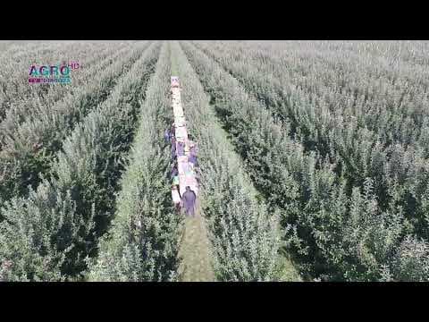 Top 10 raioane cu cea mai mare producție de mere din Moldova