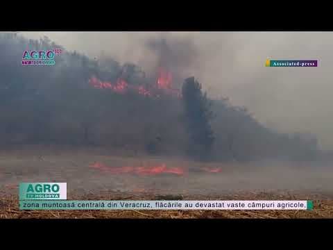 Incendiile de pădure fac ravagii în Mexic