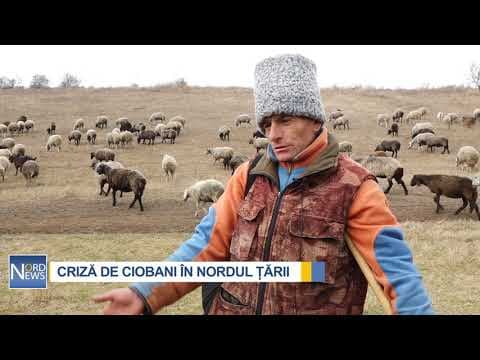 Brânza le place la toți, dar să pască oile – nu / VIDEO