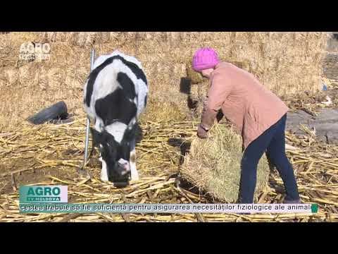 Sfaturi pentru întreținerea animalelor pe timp de iarnă