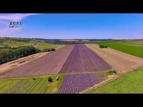 Agricultura 4.0 - Cultivarea lavandei în sistem ecologic