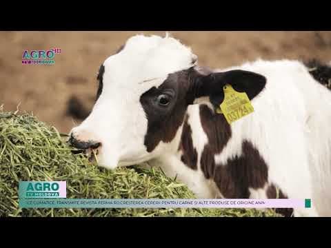 99 la sută dintre taurii Holstein din lume provin din doar doi masculi
