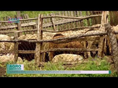 ANSA atenționează: Măsuri de siguranță împotriva pestei la ovine și caprine