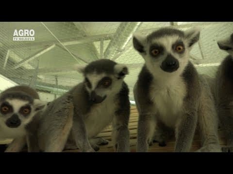 Prietenii lui Cucoș – DIN MADAGASCAR, LA CHIȘINĂU…