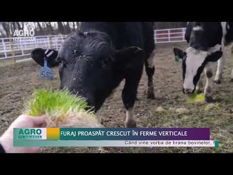 VIDEO/Furaj proaspăt crescut în ferme verticale
