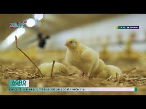 Azerbaijanul a restricționat temporar importul produselor din carne din două regiuni ale Republicii Moldova