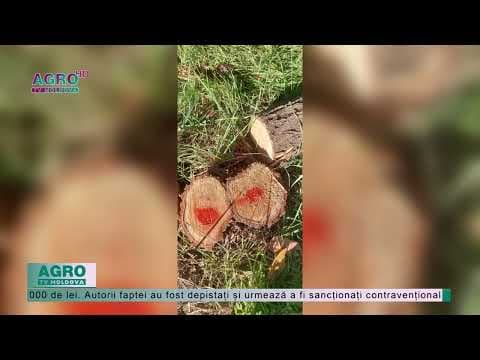 Tot mai multe cazuri de tăieri ilicite a arborilor