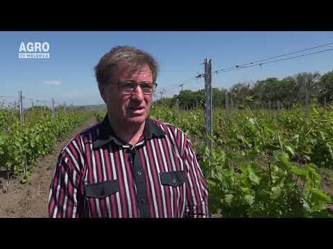 Baștina din 13.06.2021