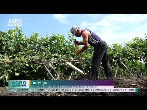 Pagube de 227 de milioane de lei de pe urma intemperiilor