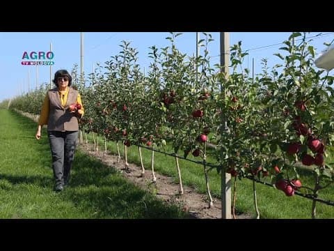 Înierbarea: soluția eficientă pentru sol. Povestea de succes a Tatianei Pavliuc cu “Agrodor-Succes”