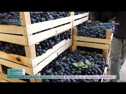 În 2023, Moldova nu va mai avea suficienți struguri pentru export