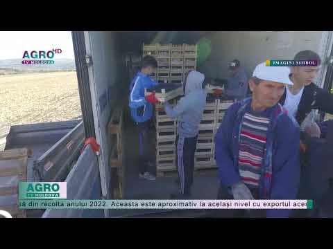 TOP cinci țări importătoare de struguri de masă din Moldova