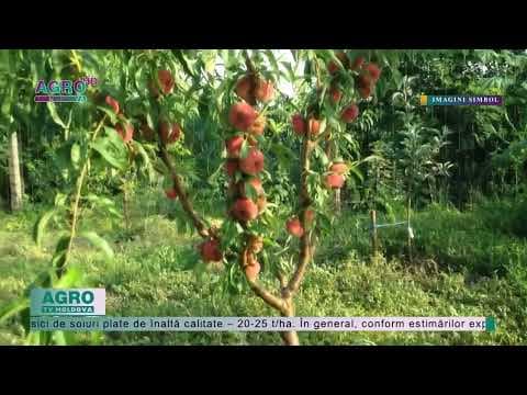 Au apărut primii „piersici-smochine” autohtoni