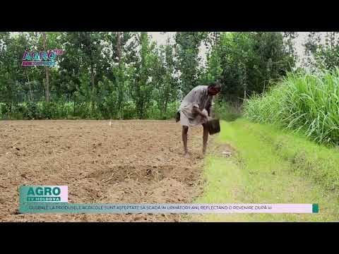 India ar putea depăși China la cererea de produse agricole