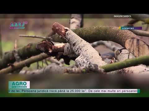 Se taie ca în Codru. Ce declară autoritățile din domeniu?