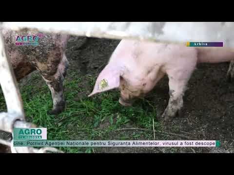 Pestă porcină africană a fost depistată în raionul Florești