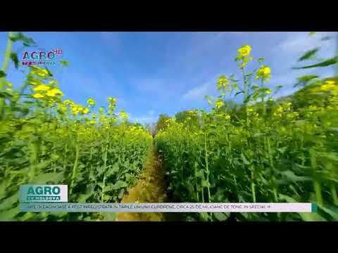 Record la volumul global de floarea-soarelui și rapiță pentru sezonul 2023-2024