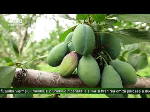 Starea fitosanitară a culturilor agricole