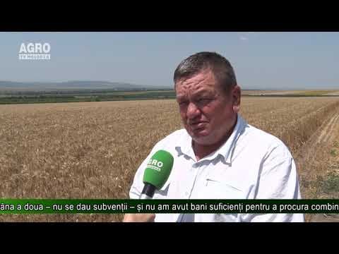 2019 – grâu mai puțin, dar de calitate
