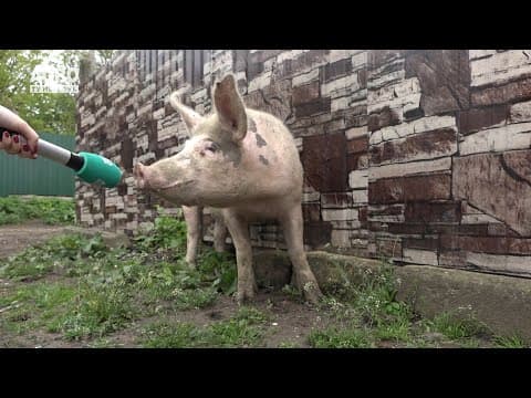 Prietenii lui Cucoș - Vasilică de pe TikTok