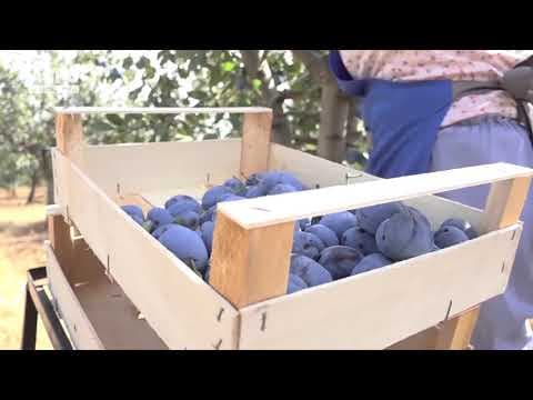 Agricultura ECO – șanse mai mari la export