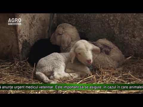 Protejați corect animalele pe timp de caniculă