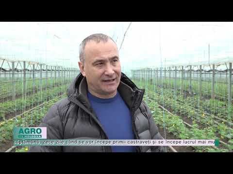 În curând vor apărea primii castraveți autohtoni. Cât vor costa?