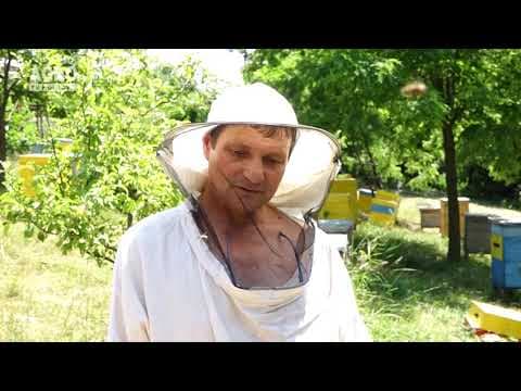 Formarea familiilor noi de albine și popularea lor. Sfatul specialistului.