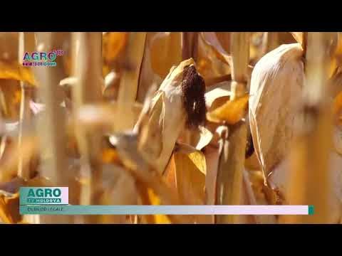 Acuzat că și-a furat propriul porumb