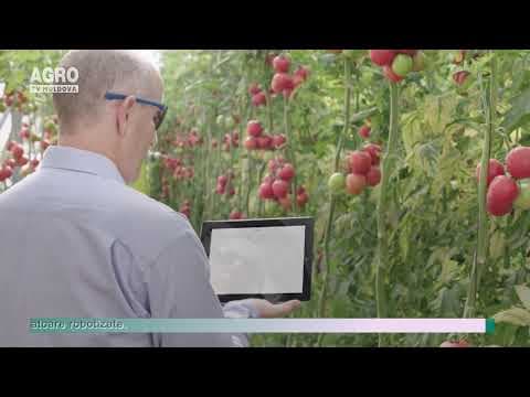 POZE/Roboții culeg roșii mai bine decât oamenii?