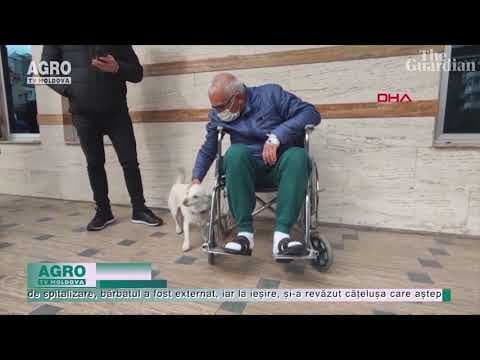 Un câine a așteptat 6 zile la ușa unui spital