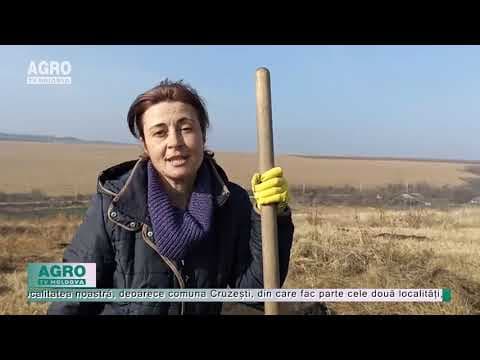 3800 de copaci au fost sădiți, la Cruzești