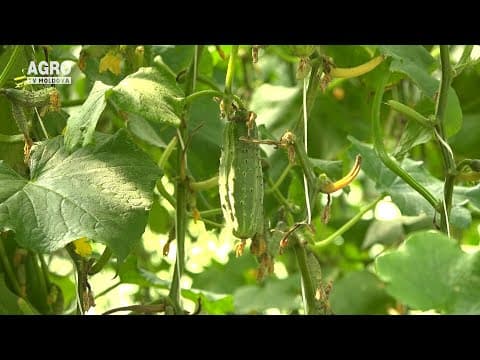 Baștina din 01.08.2021