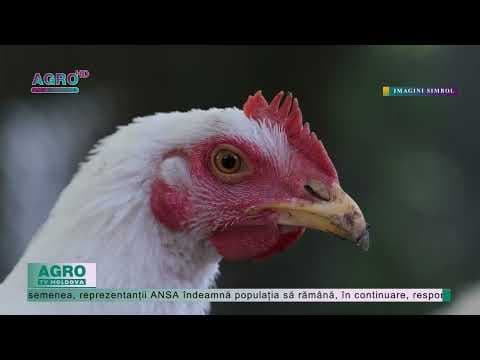 În ultima perioadă, pe teritoriul Republicii Moldova nu au fost înregistrate cazuri de gripă aviară