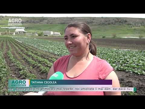 Primăvara rece întârzie recoltarea legumelor