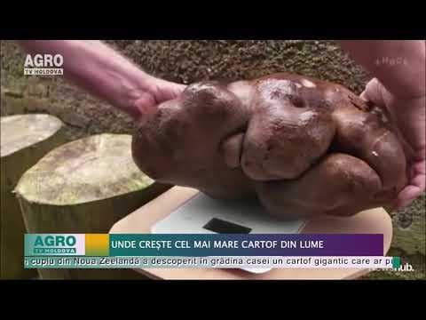 Unde crește cel mai mare cartof din lume / VIDEO