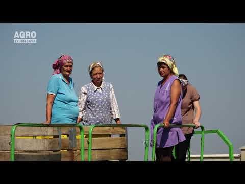 AGRO TV News - 15. 08. 2019