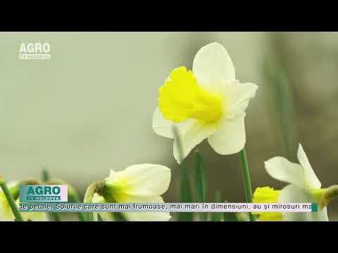 Au înflorit primele narcise