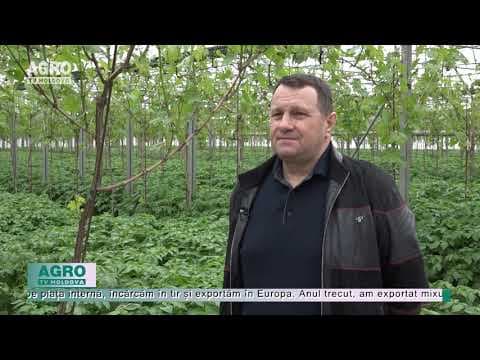 Când vom gusta struguri proaspeți, autohtoni