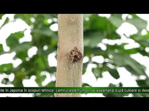 Paulownia - copacul cu cea mai rapidă creștere de pe Pământ