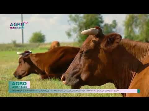 Cercetătorii au emis recomandări pentru crescătorii de animale în contextul temperaturile caniculare din această vară