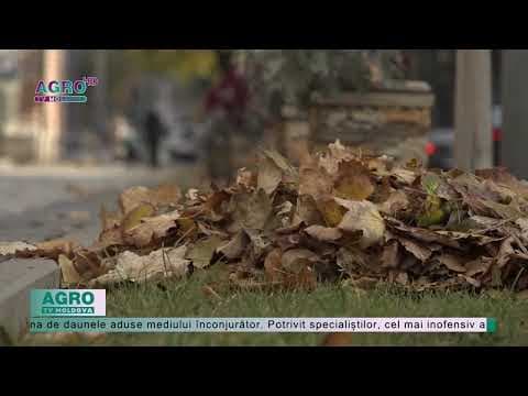 “Adio, pică frunza”. 50.000 de lei la arderea frunzelor