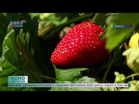 Sezonul de export al căpșunilor, unul din cei mai slabi din ultimii ani