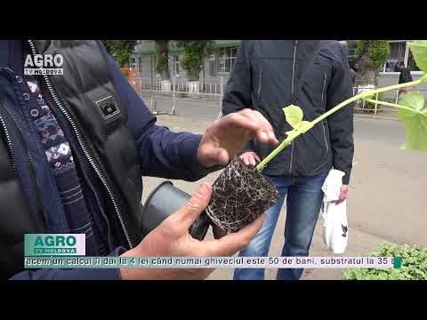 Răsad mult, cumpărători puțini