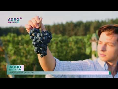 În Rusia va crește taxa pentru vinurile din țările neprietenoase până la 50 la sută: Va afecta acest lucru și Republica Moldova?