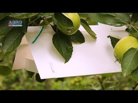 Eco Center: produse ecologice eficiente pentru protecția plantelor împotriva dăunătorilor