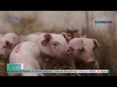 În nordul țării au fost depistate două cazuri de pestă porcină