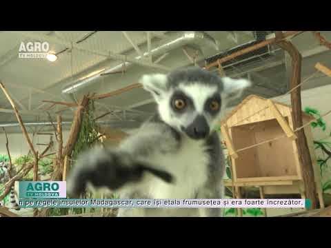 De ce să mergi la ZOO