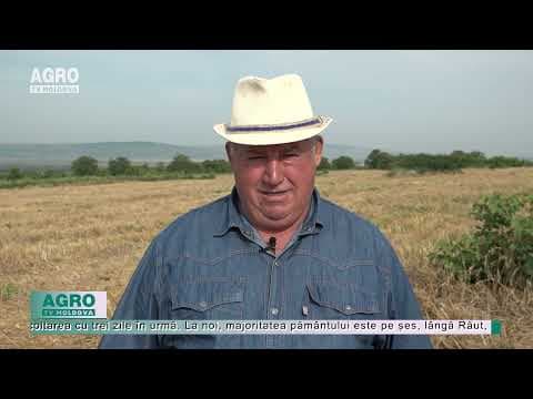 Prognoze pentru recolta de cereale